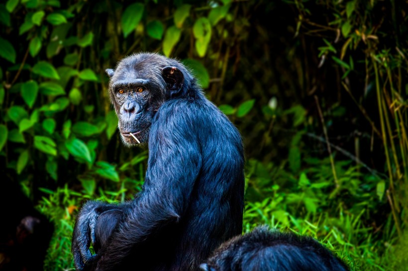 黑猩猩图片(15张)