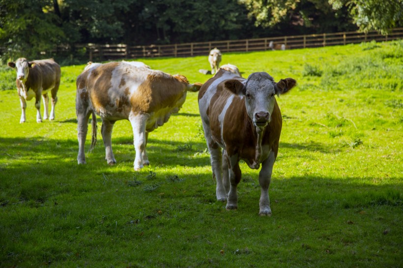荷兰奶牛图片(13张)