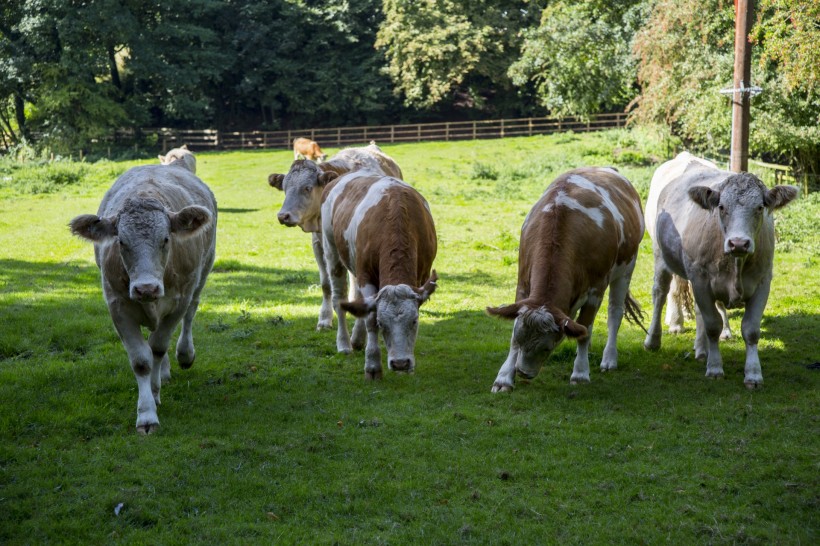 荷兰奶牛图片(13张)