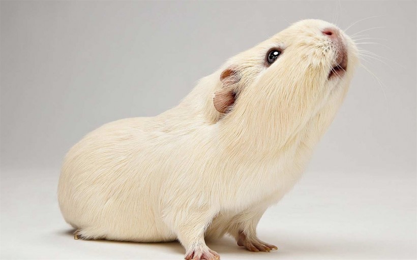 动物小豚鼠荷兰鼠图片(11张)