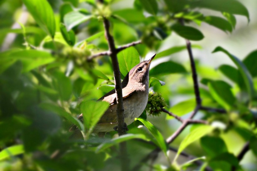 墩圆的褐柳莺图片(12张)