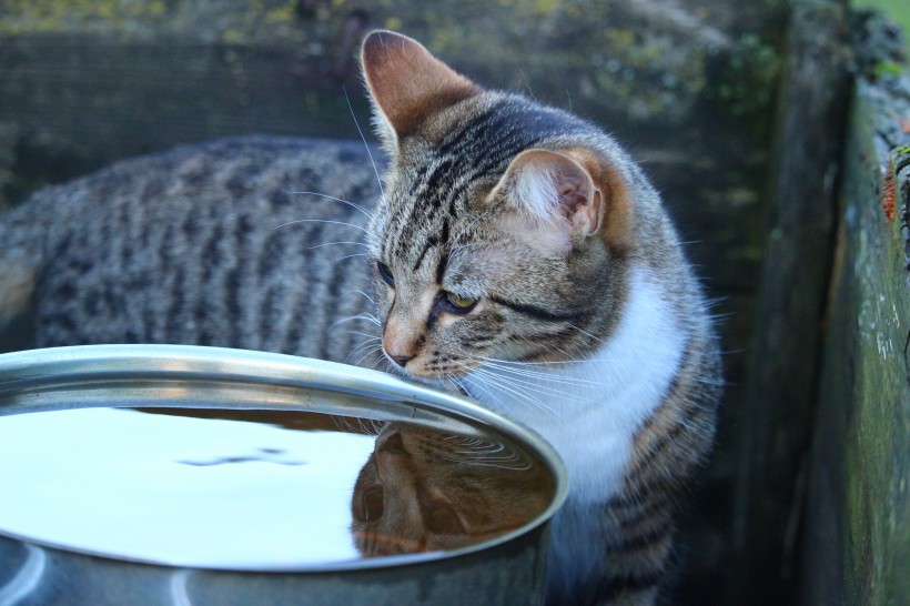 小猫喝水图片(15张)