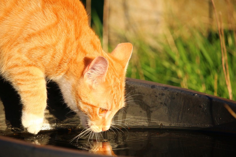小猫喝水图片(15张)