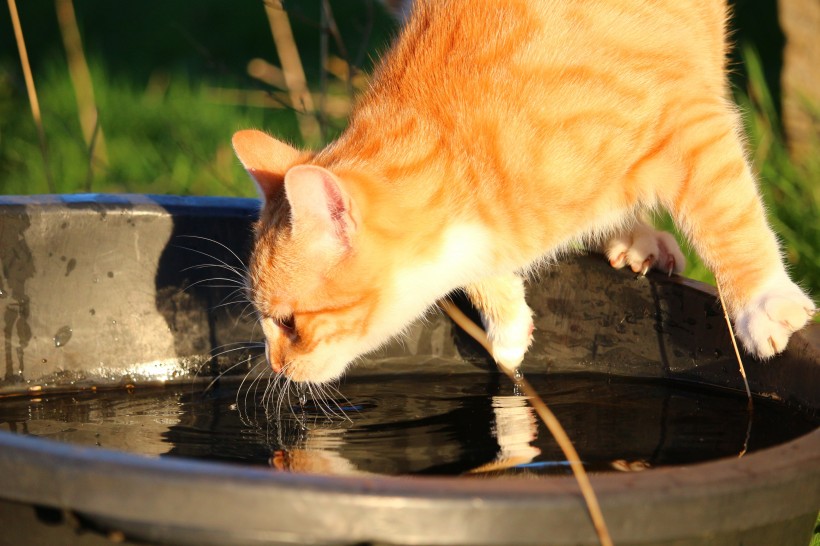 小猫喝水图片(15张)