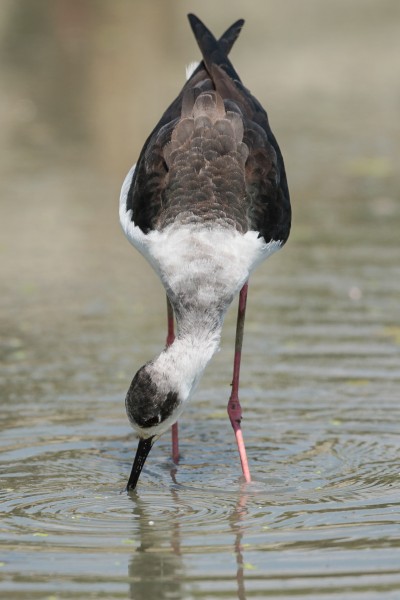 黑颈长脚鹬鸟类图片(7张)