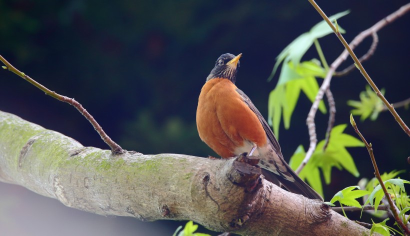 黑喉红尾鸲鸟类图片(13张)