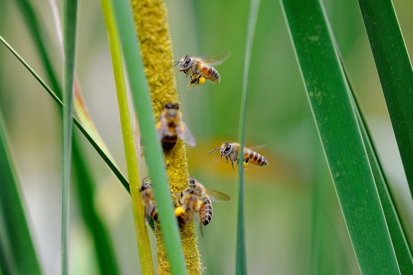勤劳的小蜜蜂图片(8张)