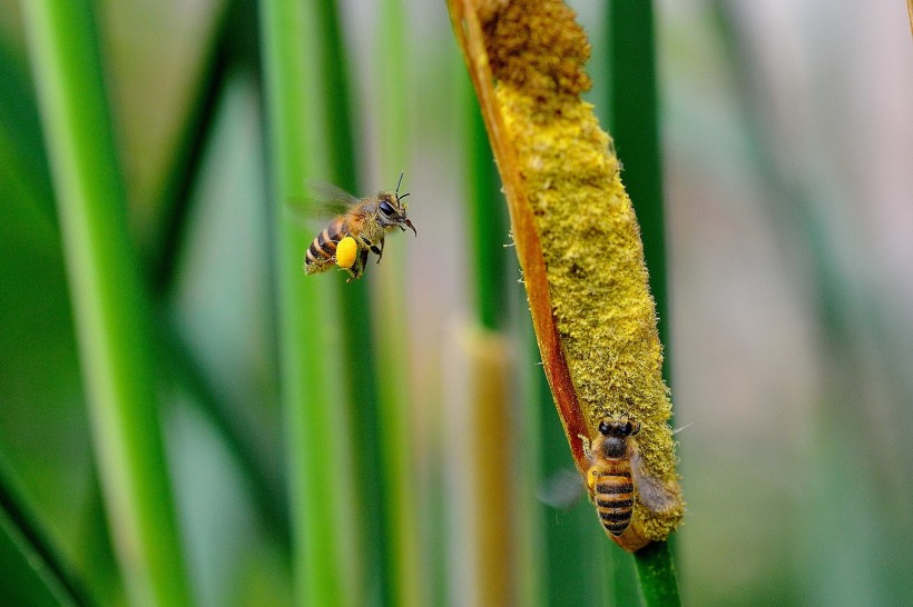 光影下忙碌采蜜的蜜蜂图片(8张)