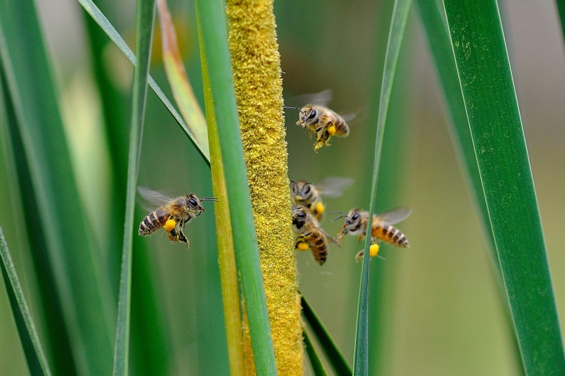 微距蜜蜂图片(9张)