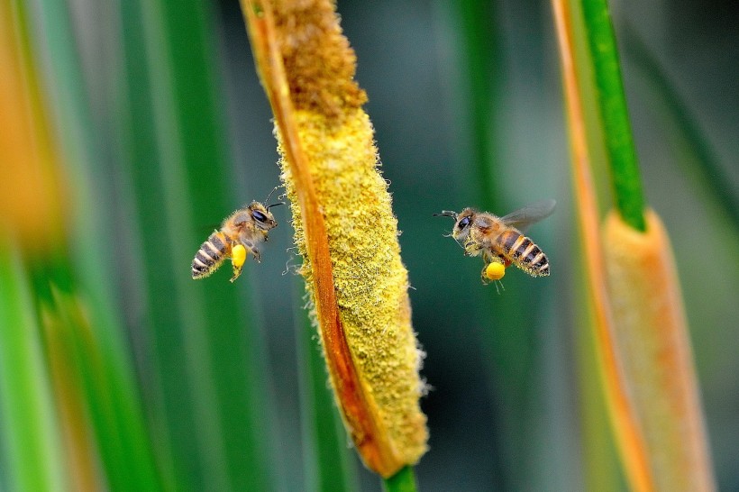 光影下忙碌采蜜的蜜蜂图片(8张)