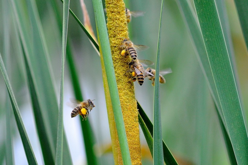 蜜蜂图片(13张)