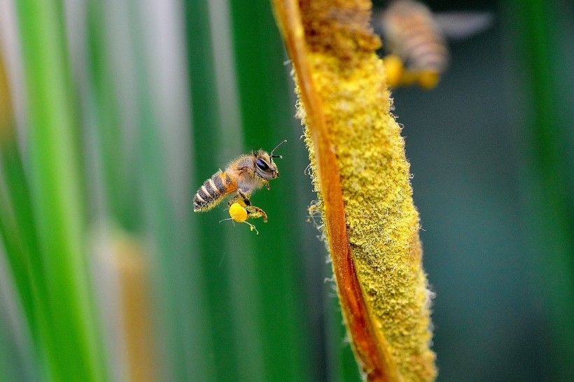 微距蜜蜂图片(9张)