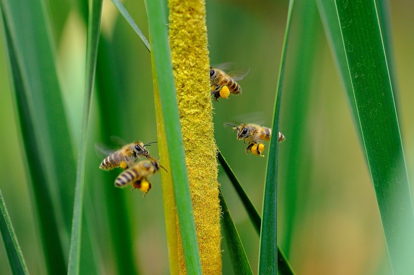 蜜蜂采蜜与授粉图片(32张)