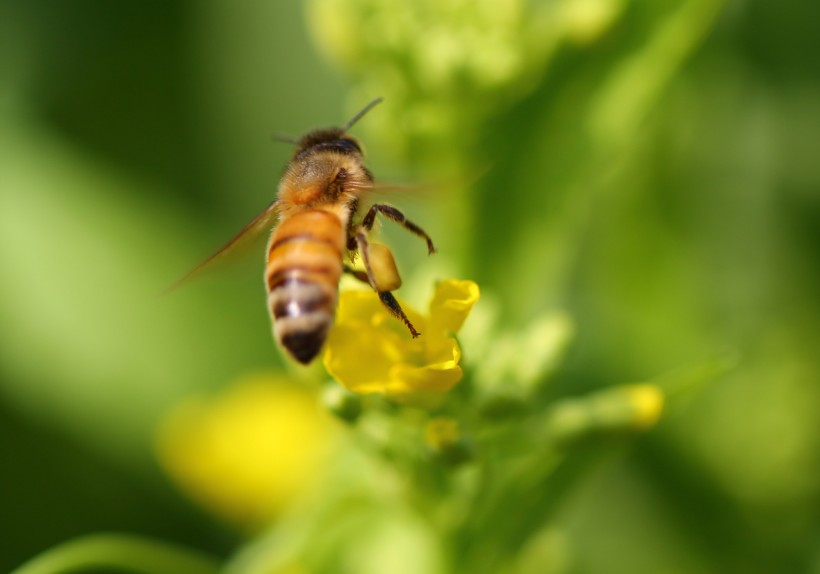 蜜蜂微距图片(8张)