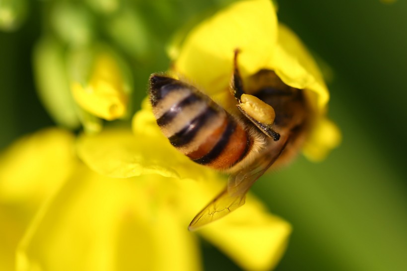 蜜蜂微距图片(8张)