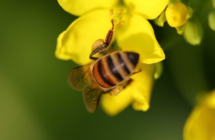 勤劳的小蜜蜂图片(6张)