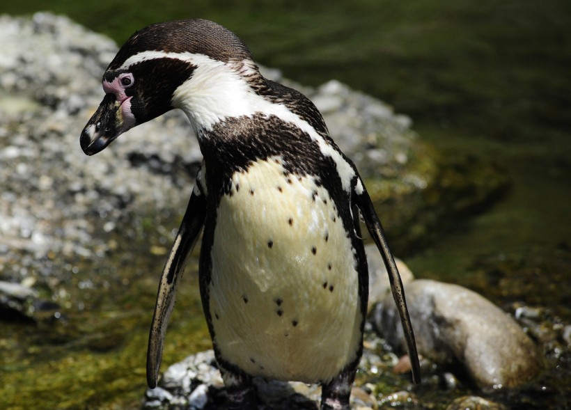 更喜温暖气候的洪堡企鹅图片(15张)