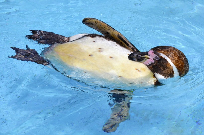 更喜温暖气候的洪堡企鹅图片(15张)