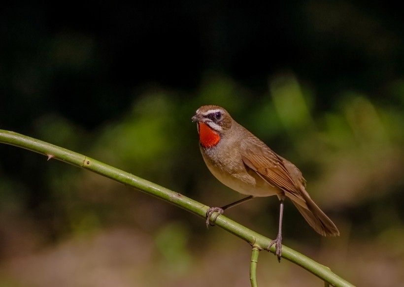 红喉歌鸲鸟类图片(8张)