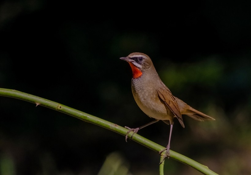 红喉歌鸲鸟类图片(8张)