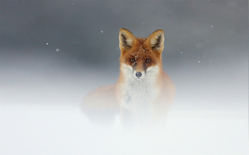 红狐的图片(16张)