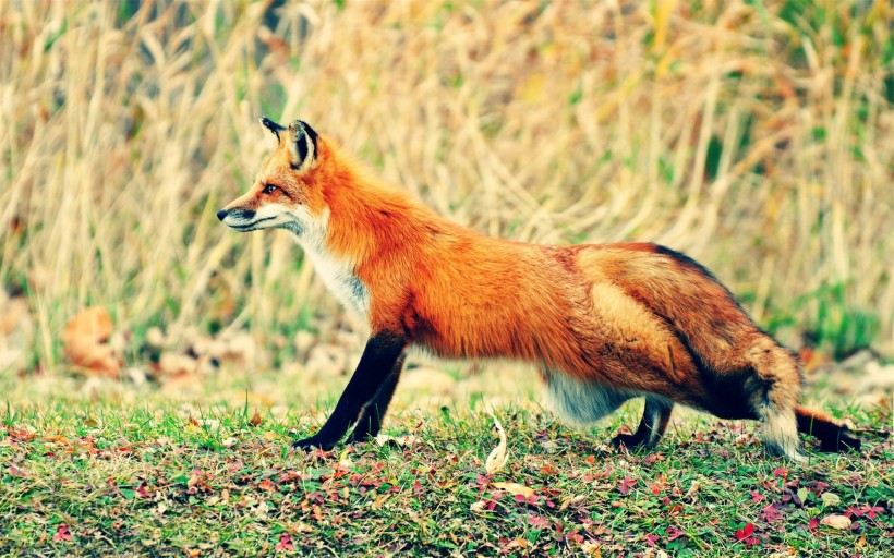 红狐的图片(16张)