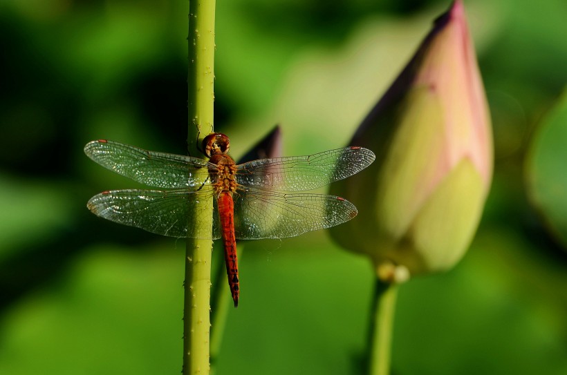 红蜻蜓图片(6张)