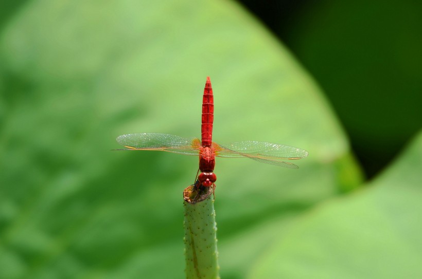 红蜻蜓图片(6张)