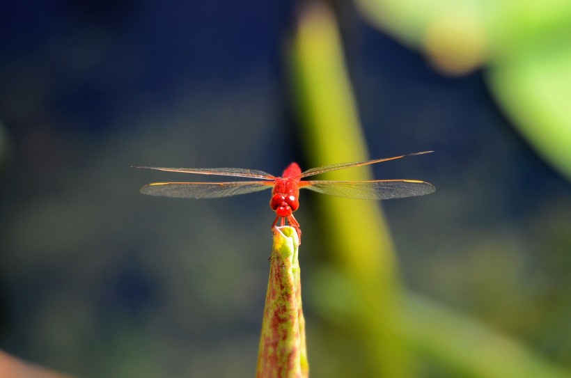 红蜻蜓图片(7张)