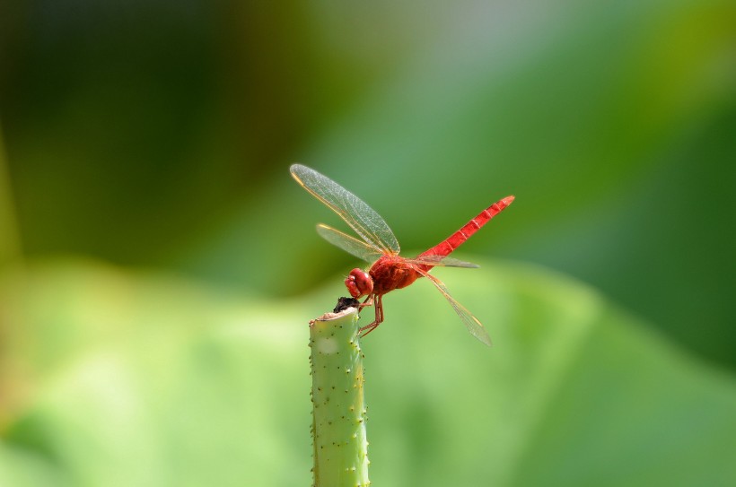 红蜻蜓图片(7张)