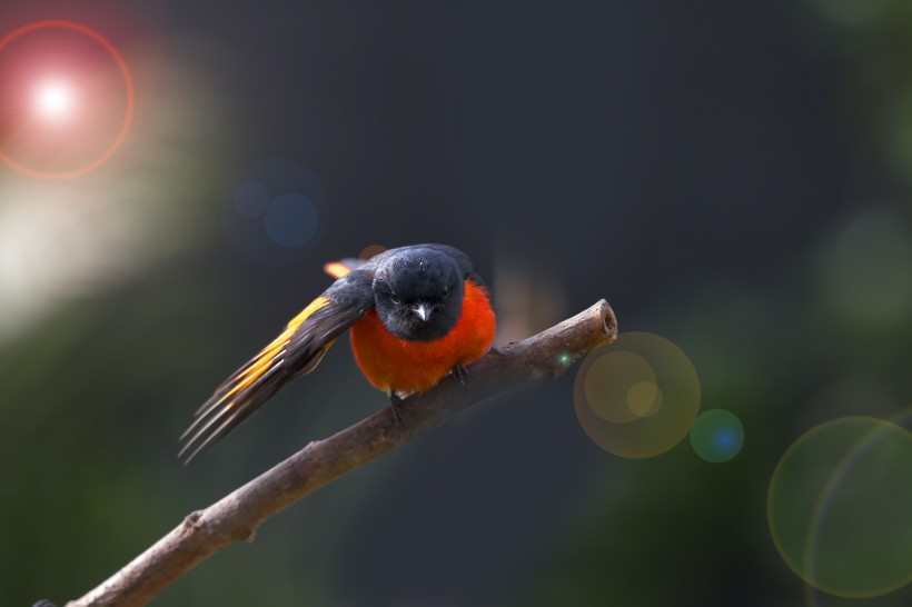 红山椒鸟图片(8张)