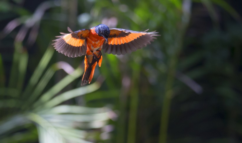 红山椒鸟图片(13张)