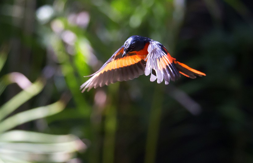 红山椒鸟图片(8张)
