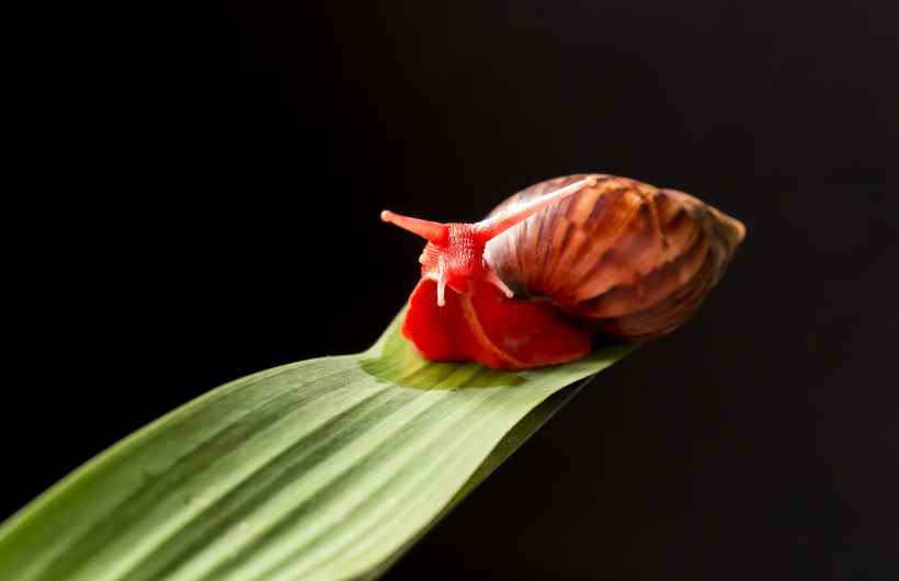 红蜗牛图片(4张)