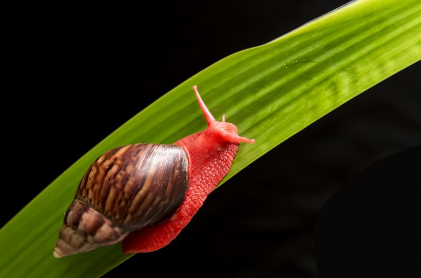 红蜗牛图片(4张)