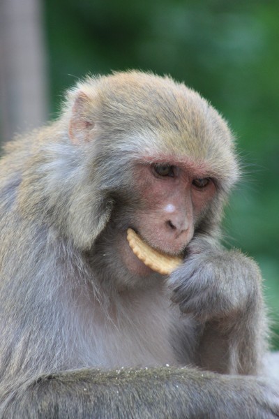 可爱的猴子图片(17张)