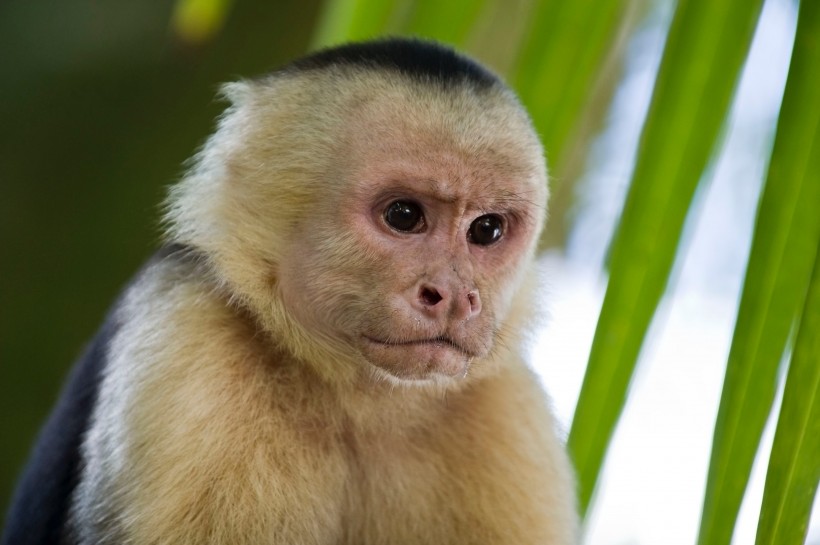 可爱呆萌的猴子图片(15张)