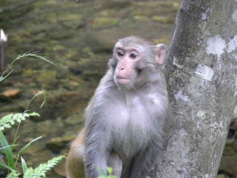 活泼机灵的猴子图片(11张)