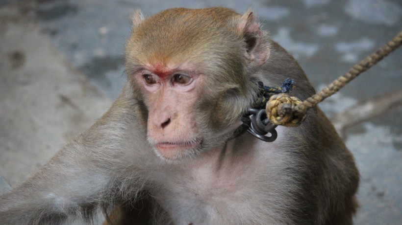 活泼机灵的猴子图片(11张)