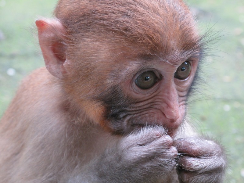 可爱的猴子图片(17张)