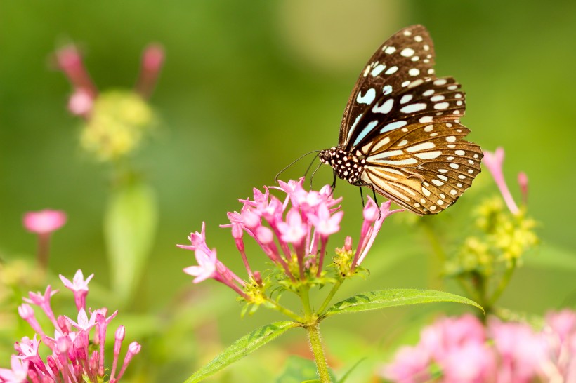 停歇在花朵上的蝴蝶图片(17张)