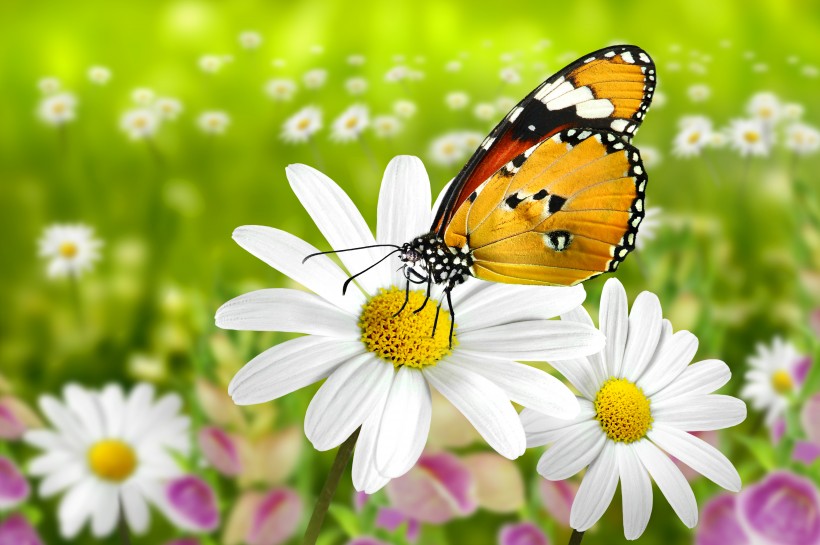 花朵上的蝴蝶图片(7张)