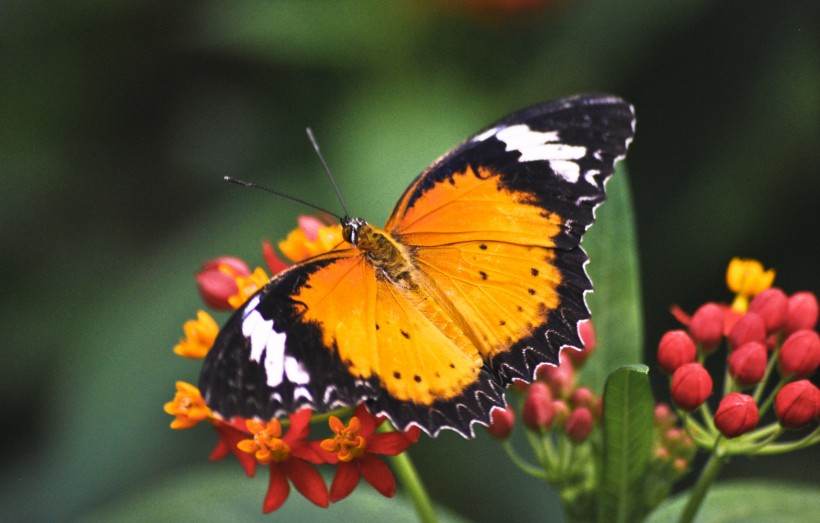 漂亮的花蝴蝶图片(14张)