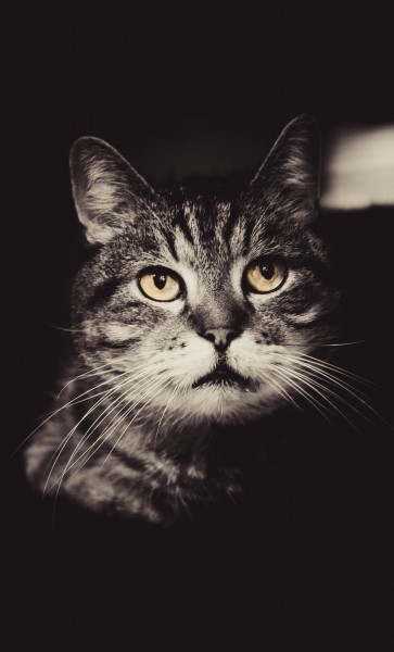 可爱的花灰色猫咪图片(10张)