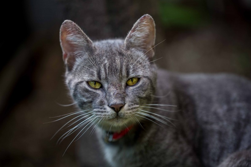 可爱的花灰色猫咪图片(10张)