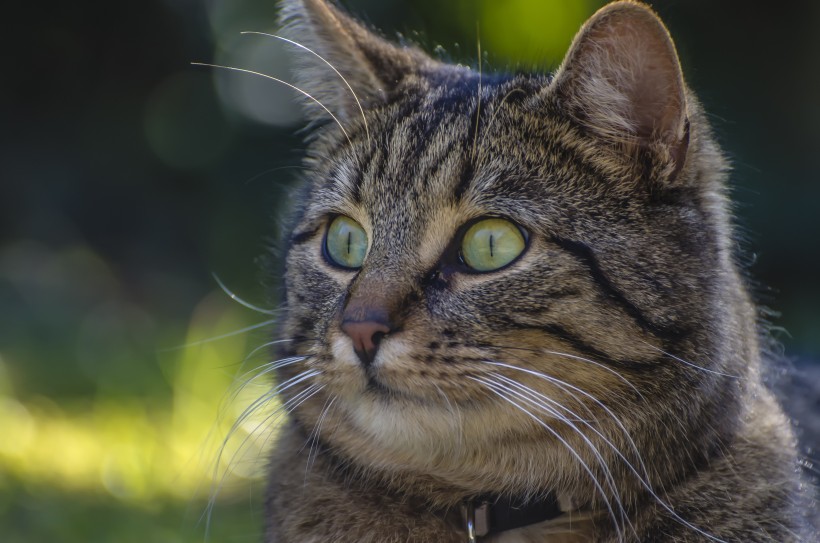 花灰色土猫头部特写图片(10张)