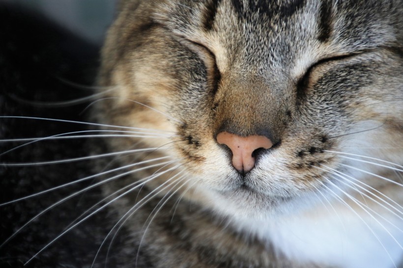 花灰色土猫头部特写图片(10张)