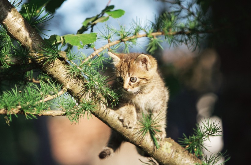 滑稽小猫图片(24张)