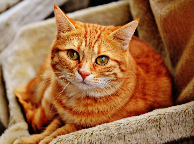 可爱的黄白橘猫图片(10张)