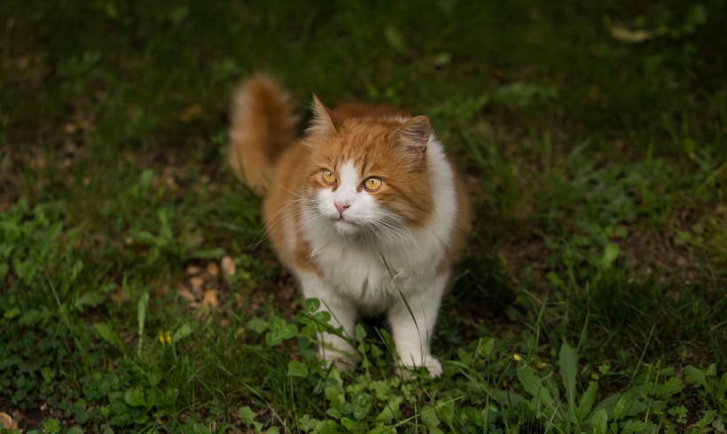 可爱的黄白橘猫图片(10张)